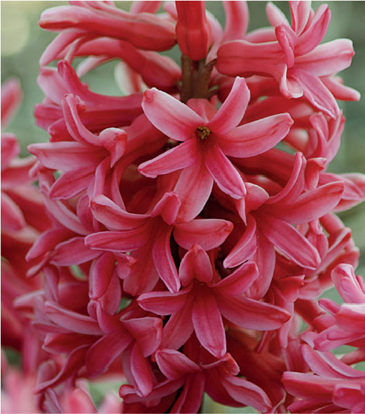 formosabulbs_lily Nashville
