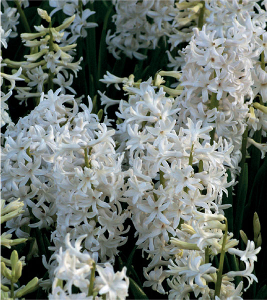 formosabulbs_lily Nashville
