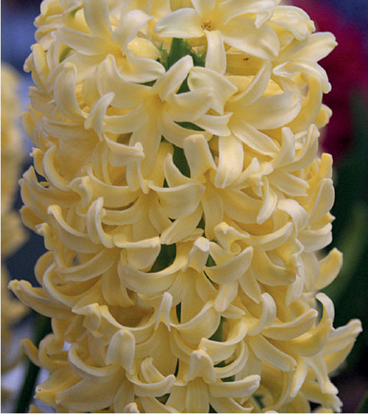 formosabulbs_lily Nashville